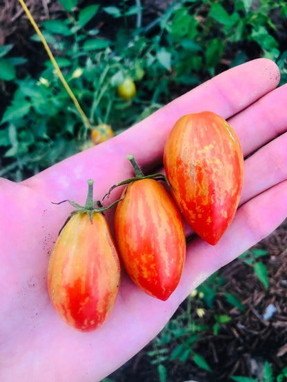 Tomato - Prairie Fire