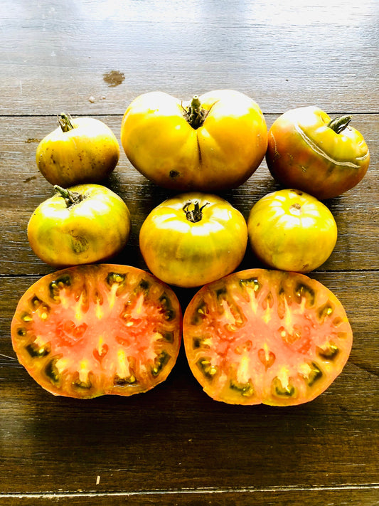 Thorburns Terra Cotta -Non GMO- Heirloom Tomato Seeds (10+ Seeds)