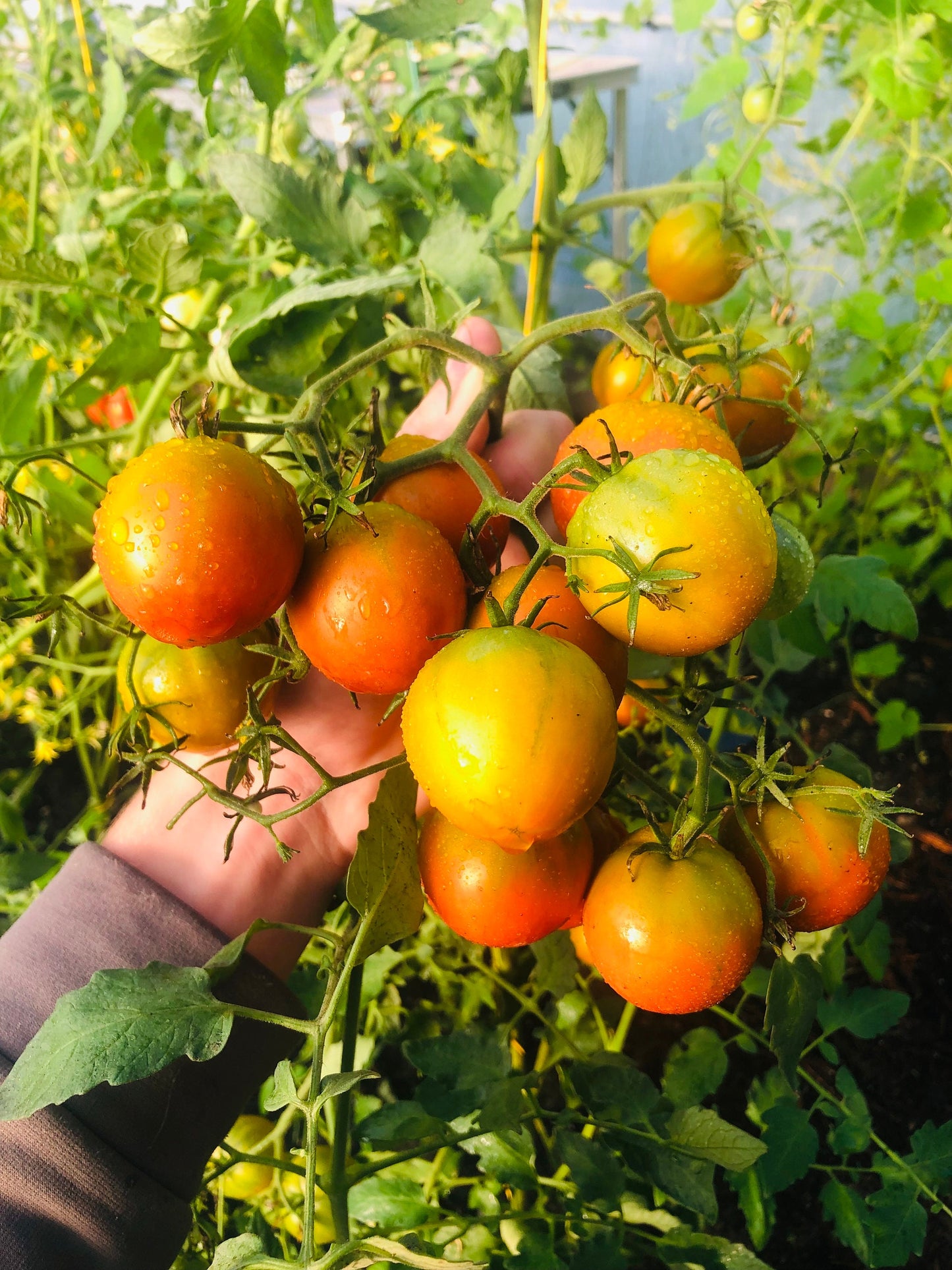 Rebel Alliance -Non GMO- Heirloom Tomato Seeds (10+ Seeds)