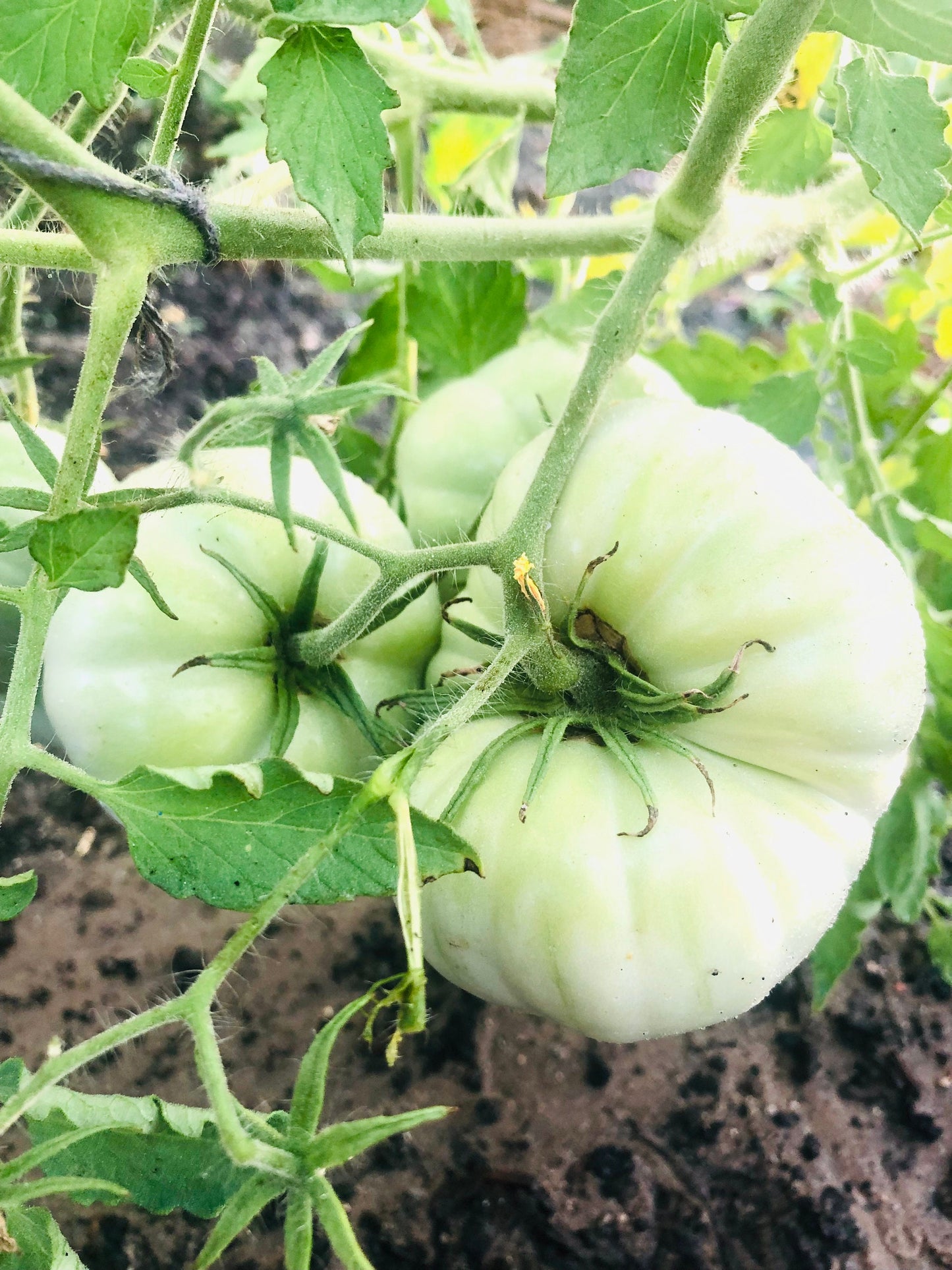 White Tomesol -Non GMO- Heirloom Tomato Seeds (10+ Seeds)