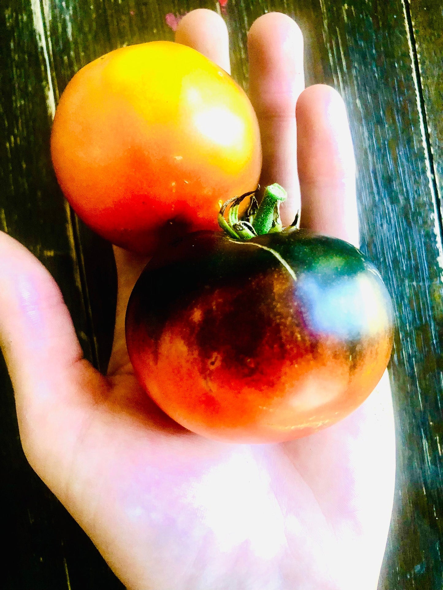 Indigo Apple -Non GMO- Heirloom Tomato Seeds (10+ Seeds)