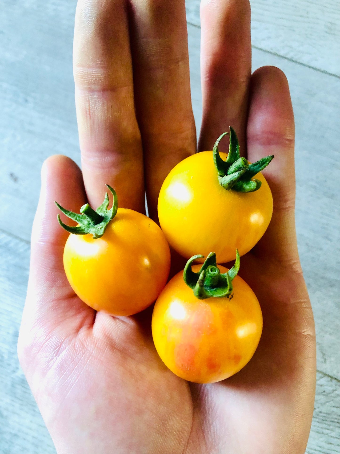 Sunrise Bumblebee -Non GMO- Heirloom Tomato Seeds (10+ Seeds)