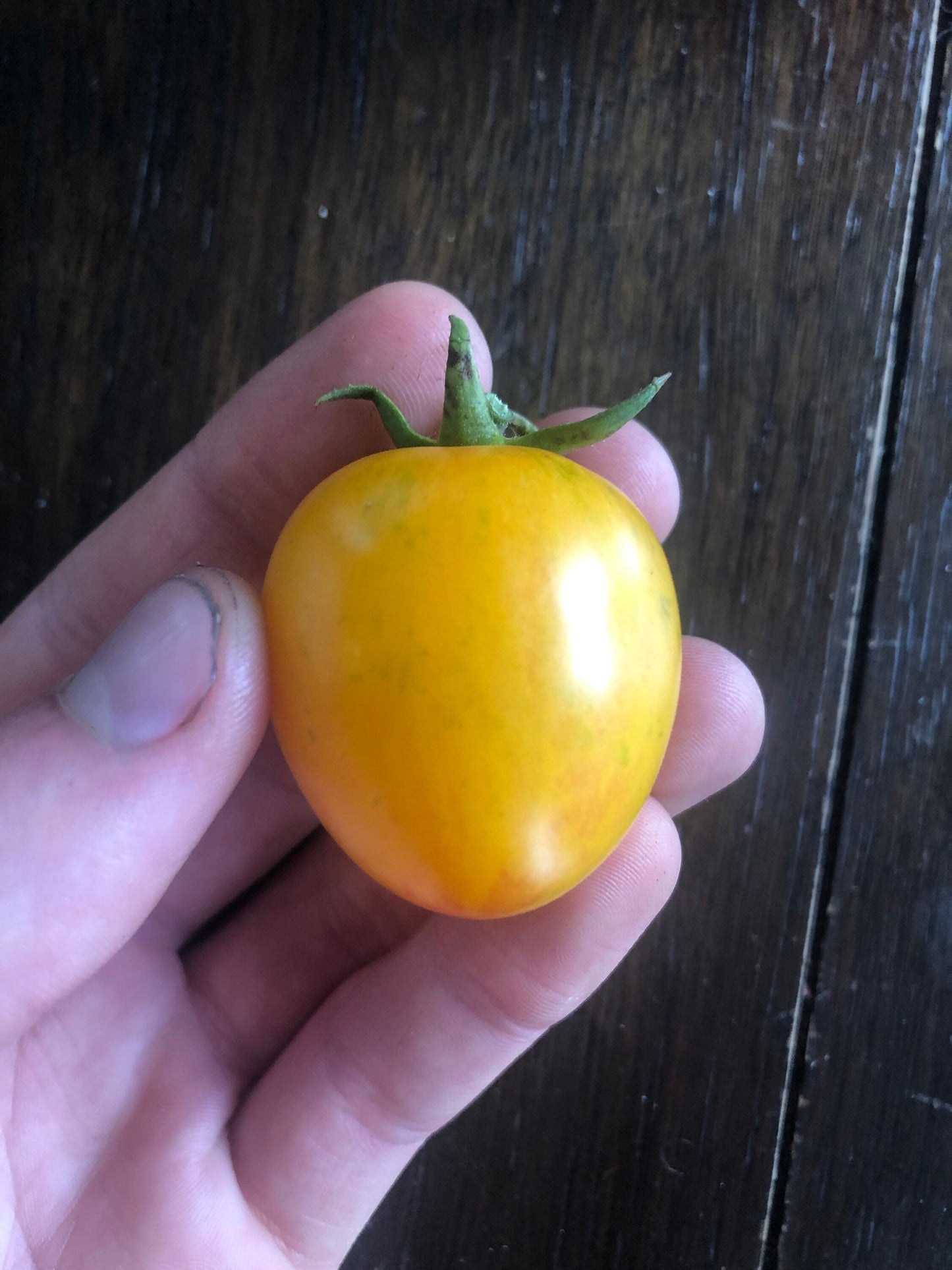 Sunrise Bumblebee -Non GMO- Heirloom Tomato Seeds (10+ Seeds)