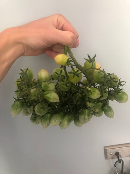 Tomato - Barry’s Crazy Cherry