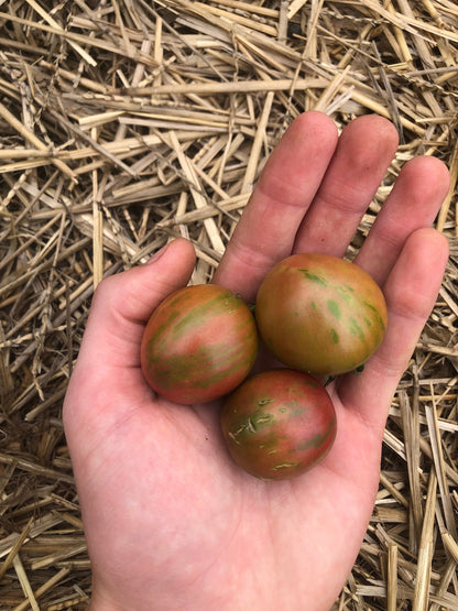 Tomato - Violet Jasper