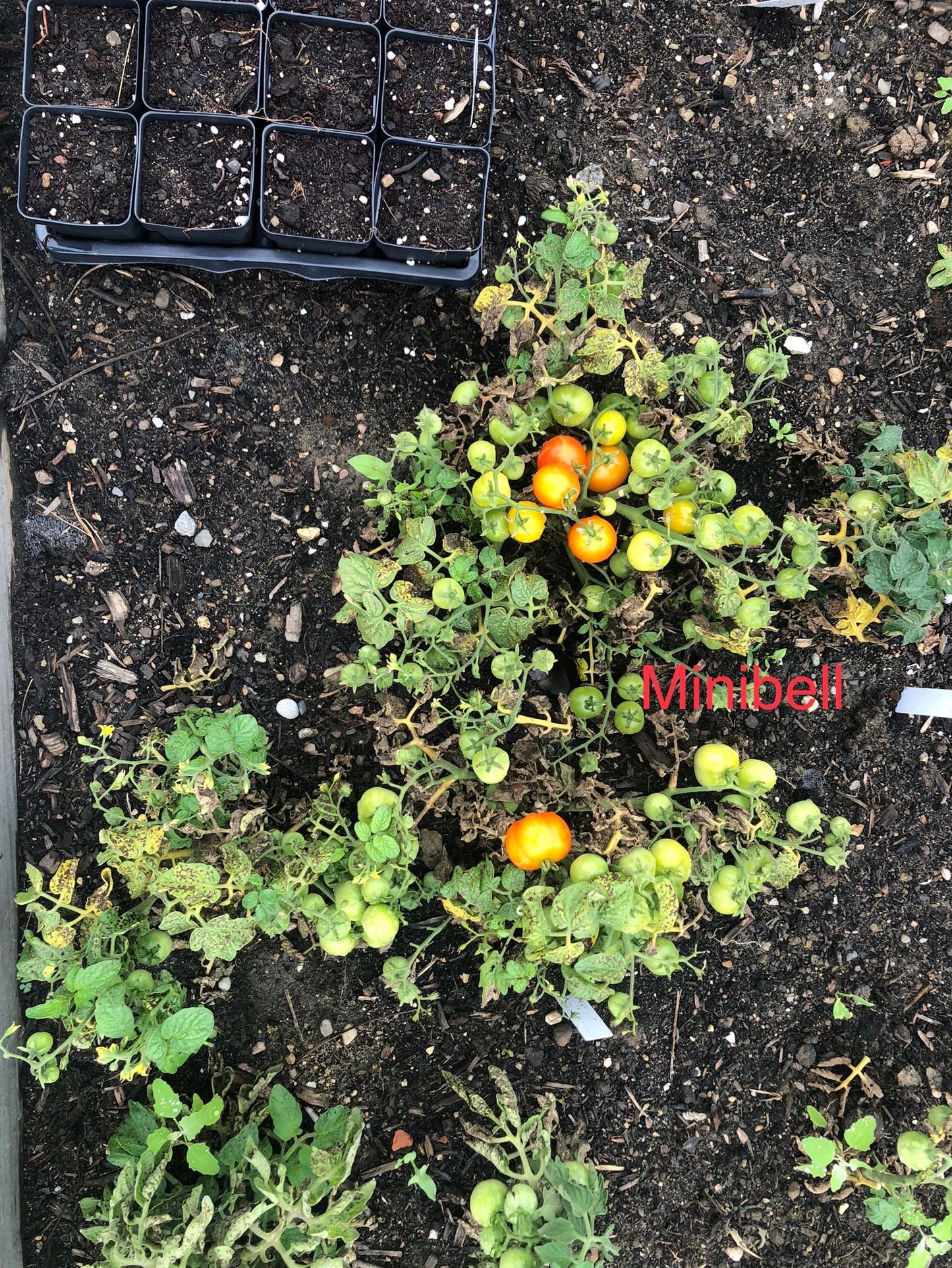 Minibel Micro Dwarf -NON GMO- Heirloom Tomato Seeds (10+ Seeds)