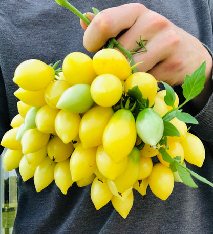 Tomato - Barry’s Crazy Cherry