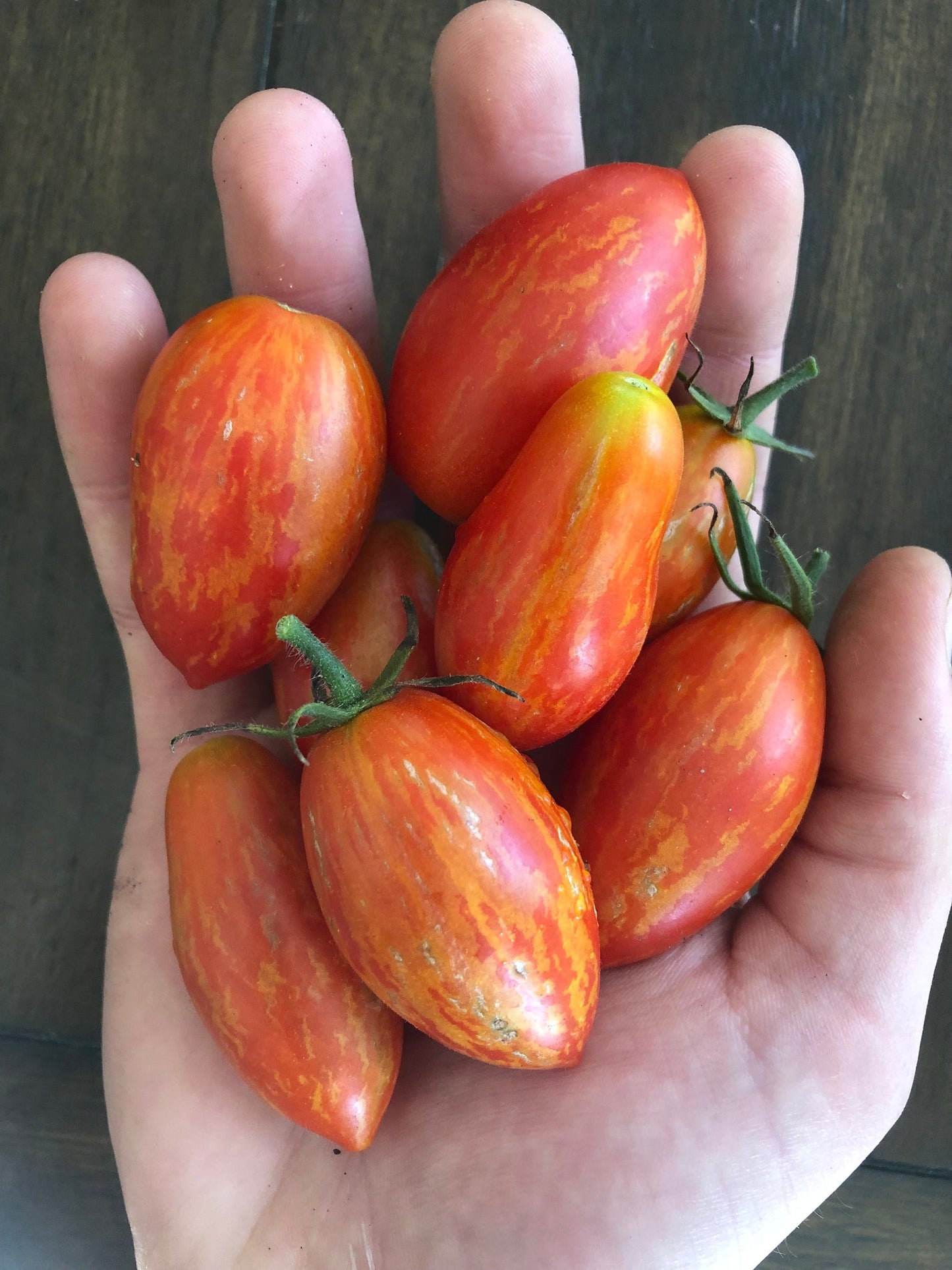 Prairie Fire -Non GMO- Heirloom Tomato Seeds (10+ Seeds)