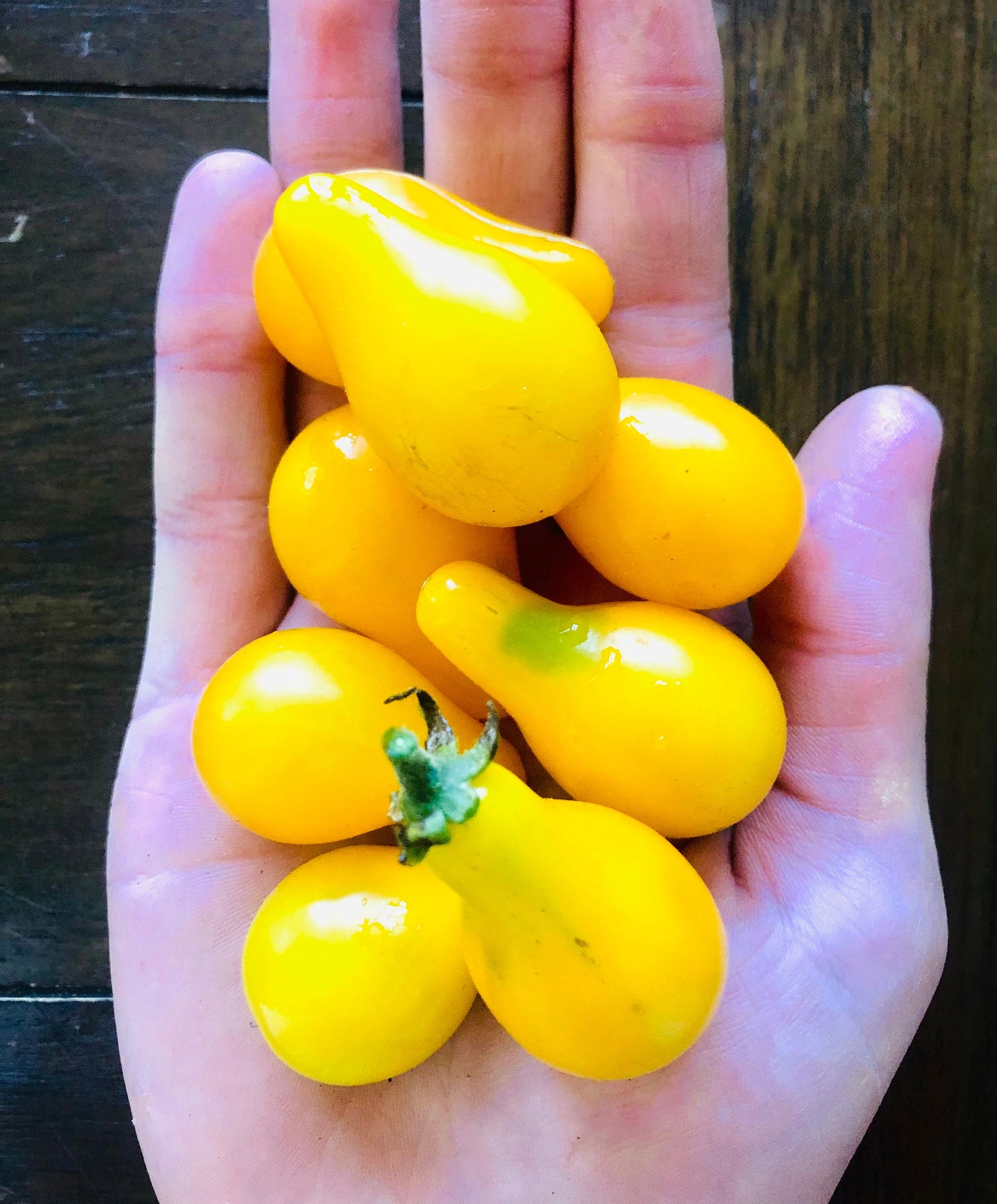 Yellow Pear -Non GMO- Heirloom Tomato Seeds (10+ Seeds)