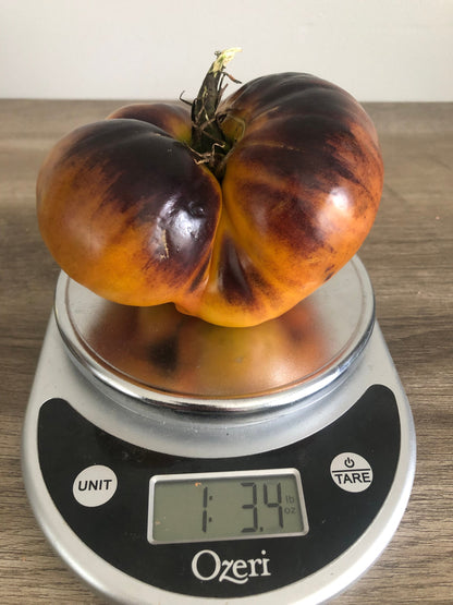 Tomato - Afternoon Delight