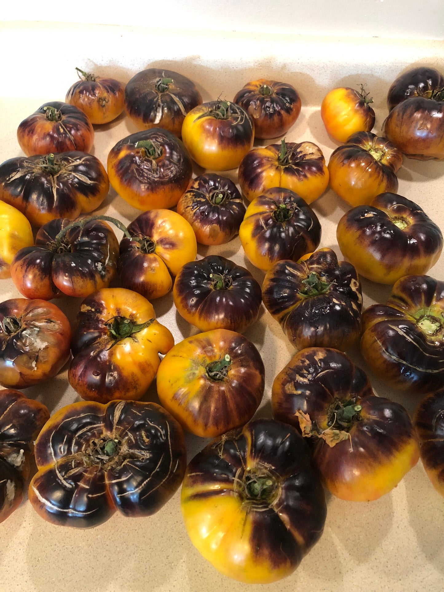 Afternoon Delight-Non GMO- Heirloom Tomato Seeds (10+ Seeds)