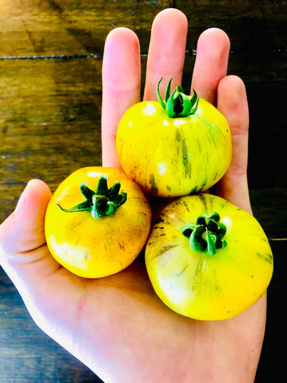Tomato - Primary Colors