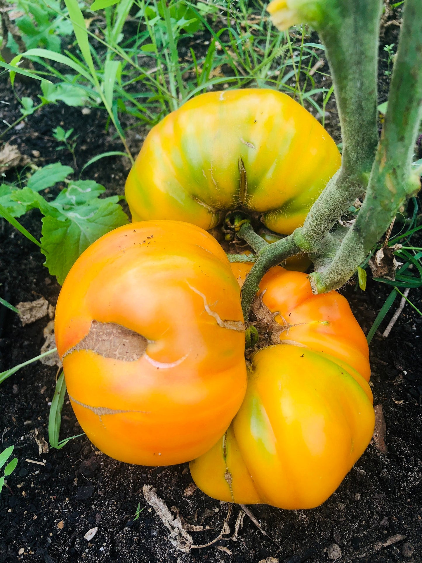 Mr. Stripey -Non GMO- Heirloom Tomato Seeds (10+ Seeds)