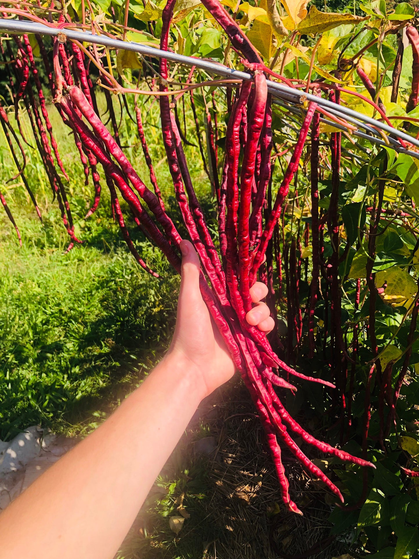 Chinese Red Noodle -NON GMO- Heirloom Long Bean Seeds (10+ Seeds)