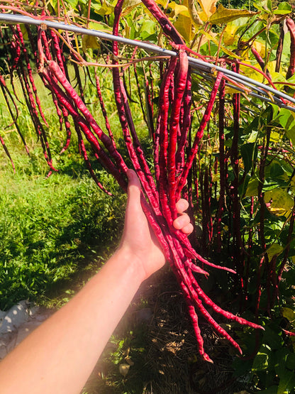 Bean - Chinese Red Noodle