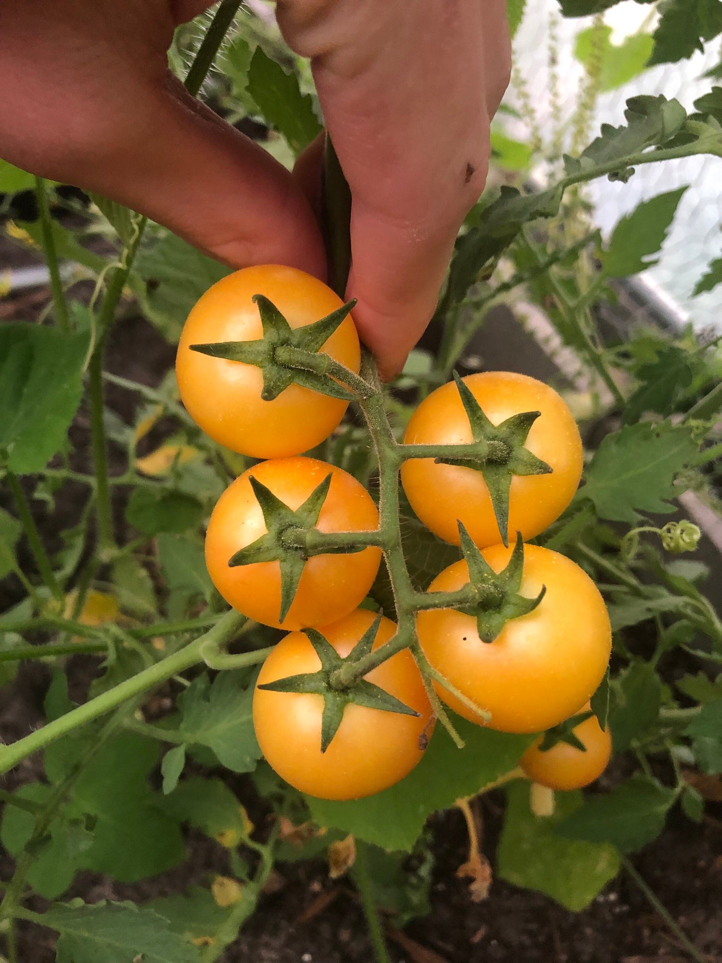 Tropical Sunset -Non GMO- Heirloom Tomato Seeds (10+ Seeds)