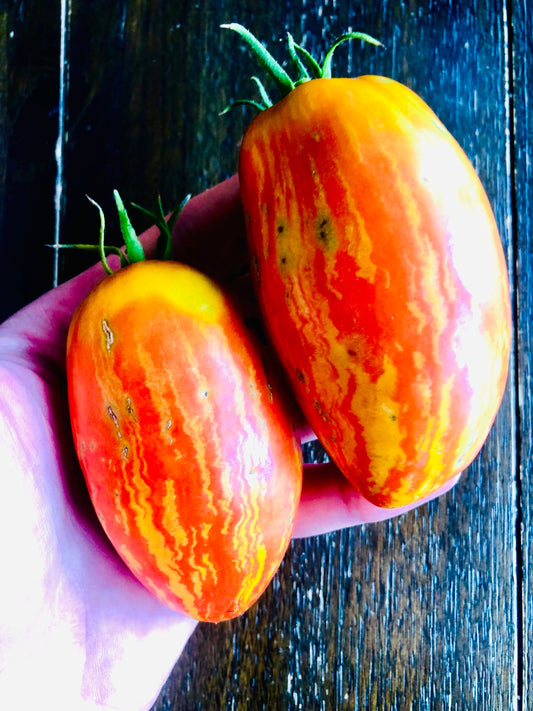 Speckled Roman -Non GMO- Heirloom Tomato Seeds (10+ Seeds)