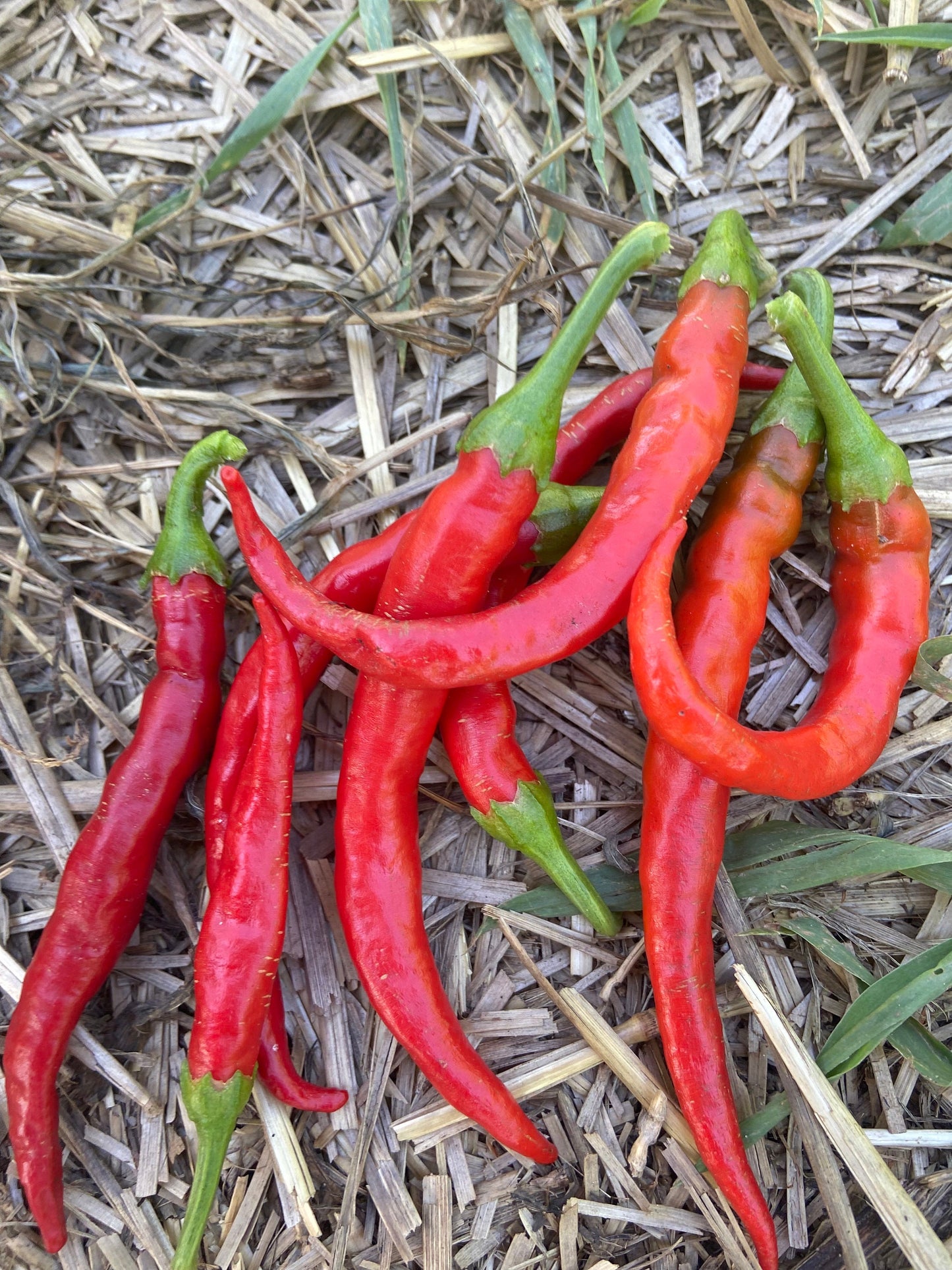 Red Cayenne Heirloom Pepper Seeds (10+ Seeds)