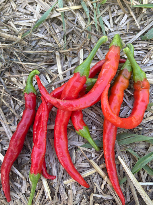 Red Cayenne Heirloom Pepper Seeds (10+ Seeds)