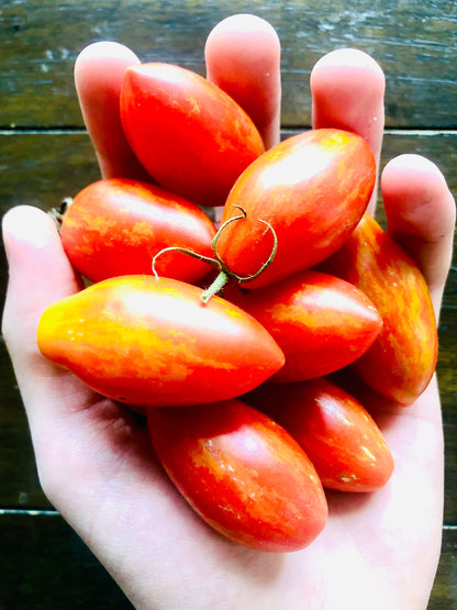 Tomato - Prairie Fire