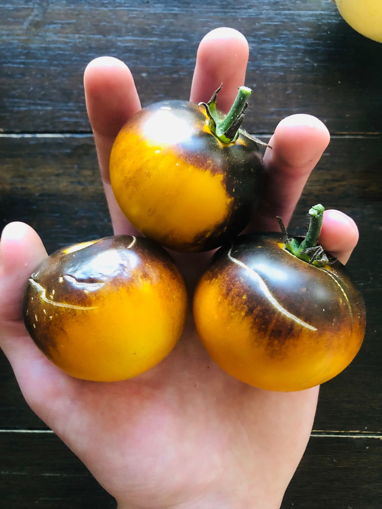 Orange Blue -Non GMO- Heirloom Tomato Seeds (10+ Seeds)