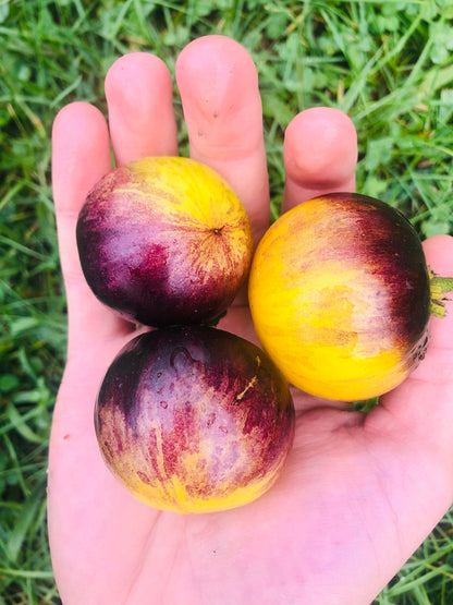 Tomato - Ussuri Tiger