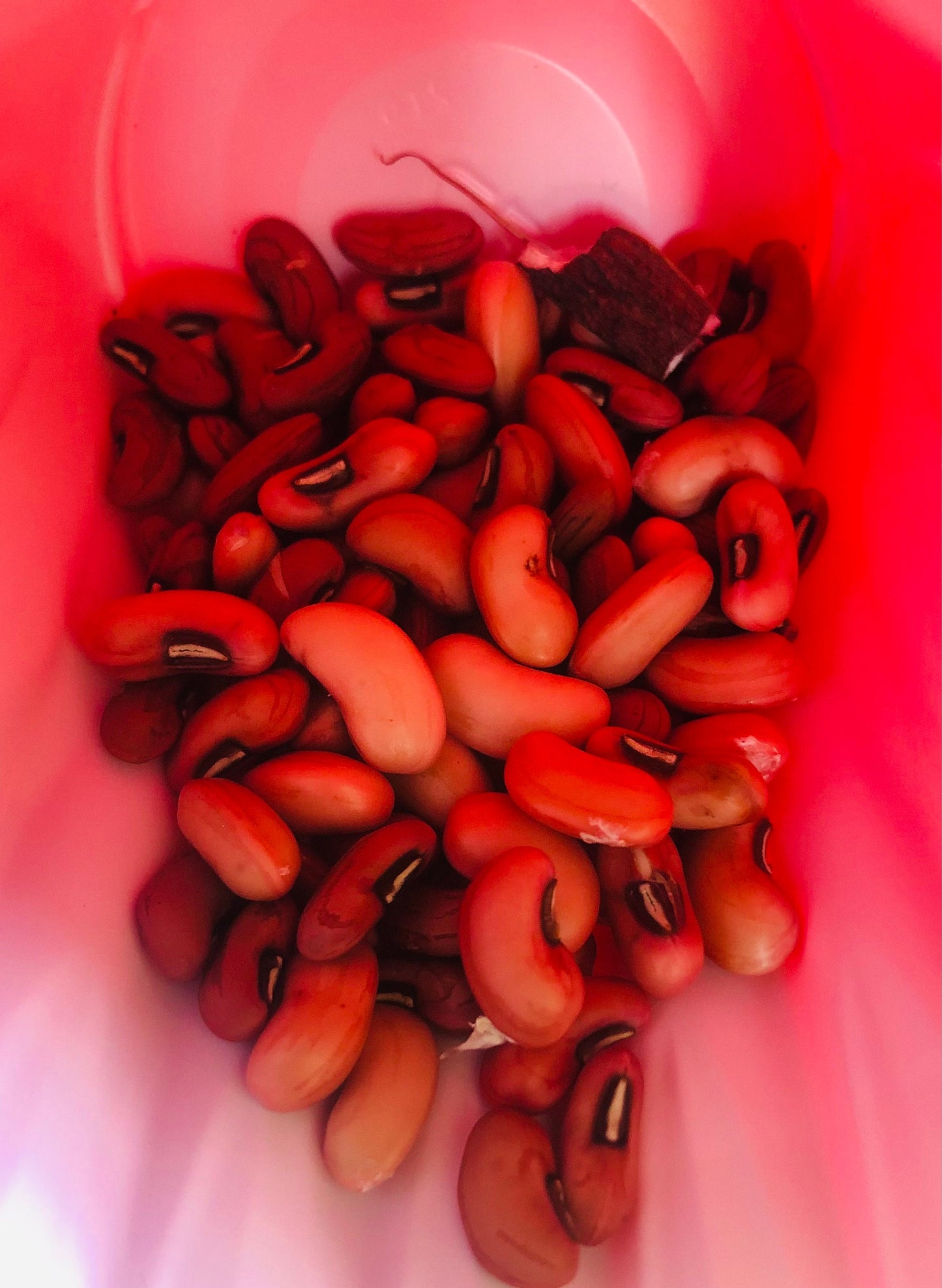 Chinese Red Noodle -NON GMO- Heirloom Long Bean Seeds (10+ Seeds)