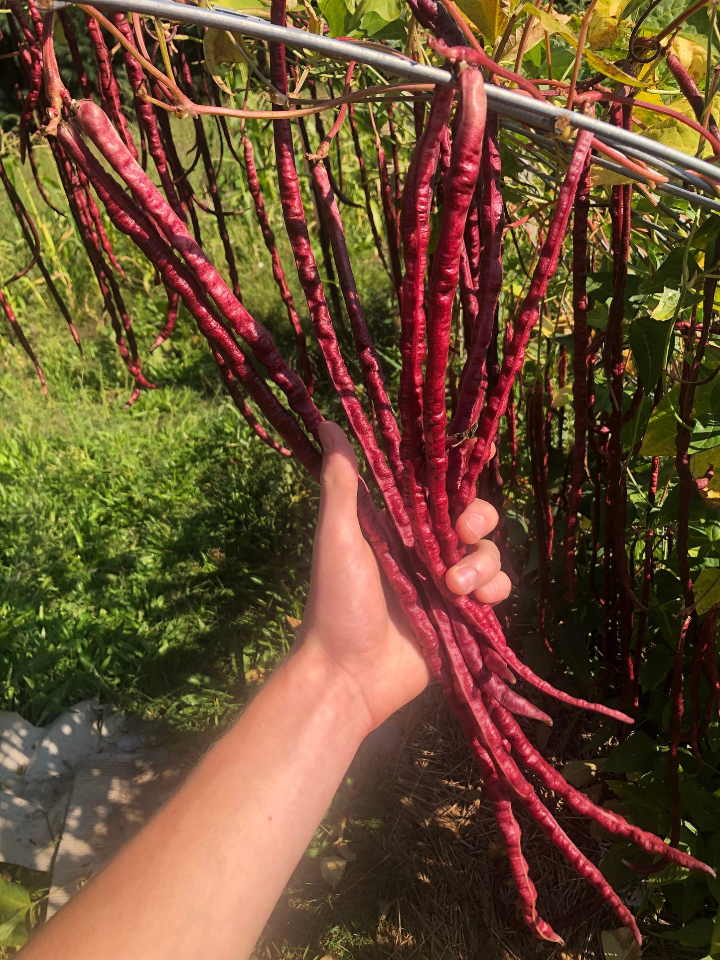 Chinese Red Noodle -NON GMO- Heirloom Long Bean Seeds (10+ Seeds)