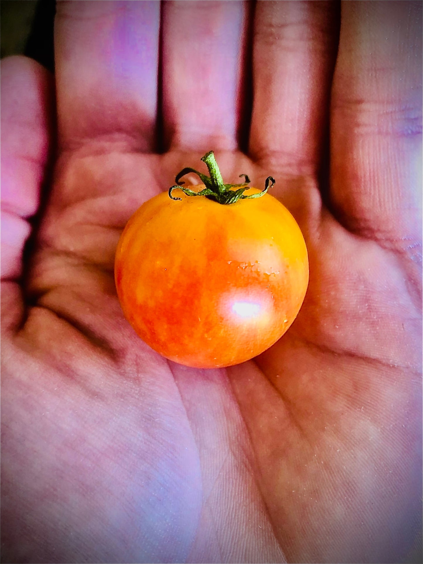 Tropical Sunset -Non GMO- Heirloom Tomato Seeds (10+ Seeds)