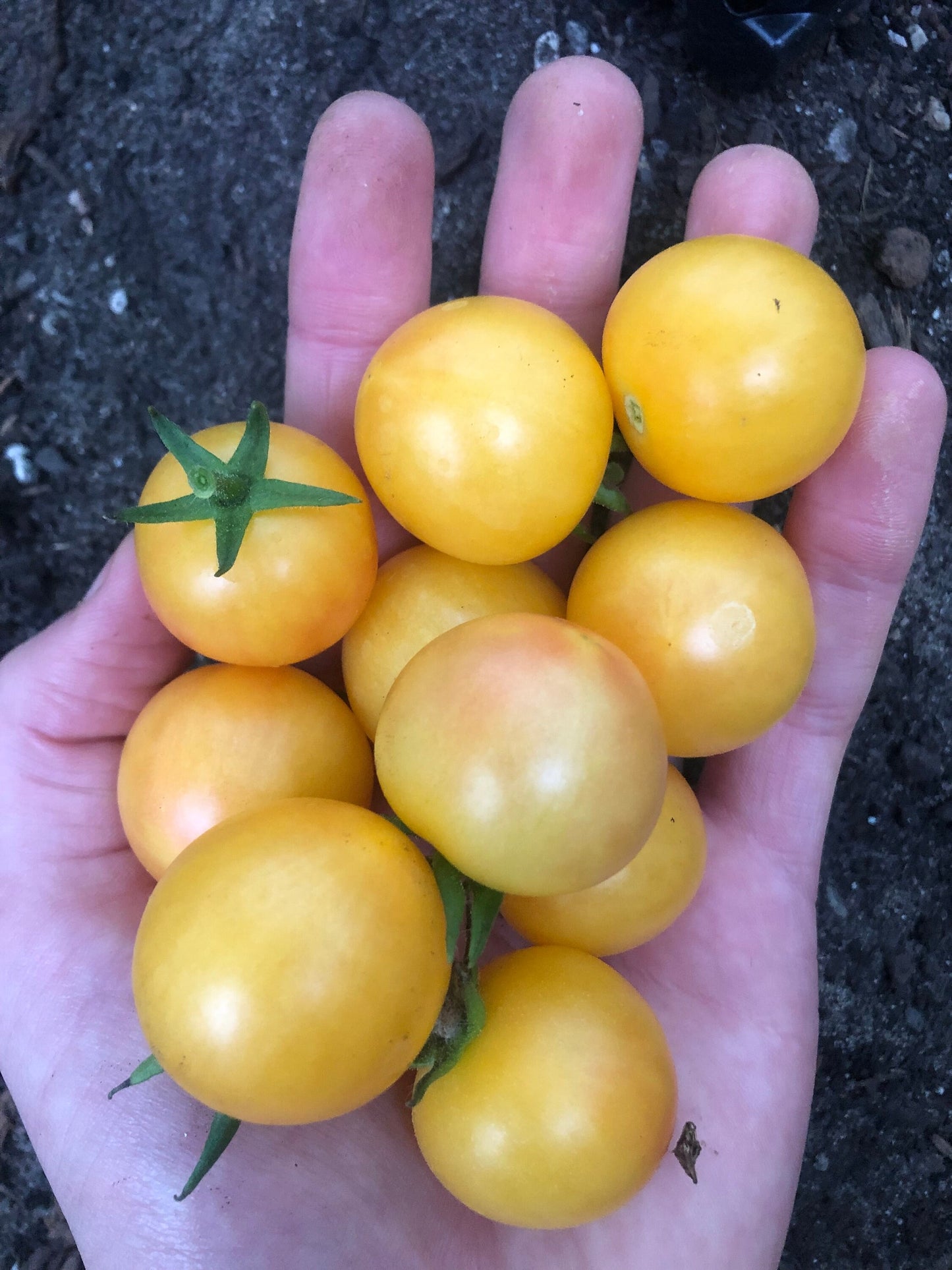 Tropical Sunset -Non GMO- Heirloom Tomato Seeds (10+ Seeds)