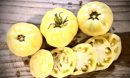 Tomato - White Tomesol