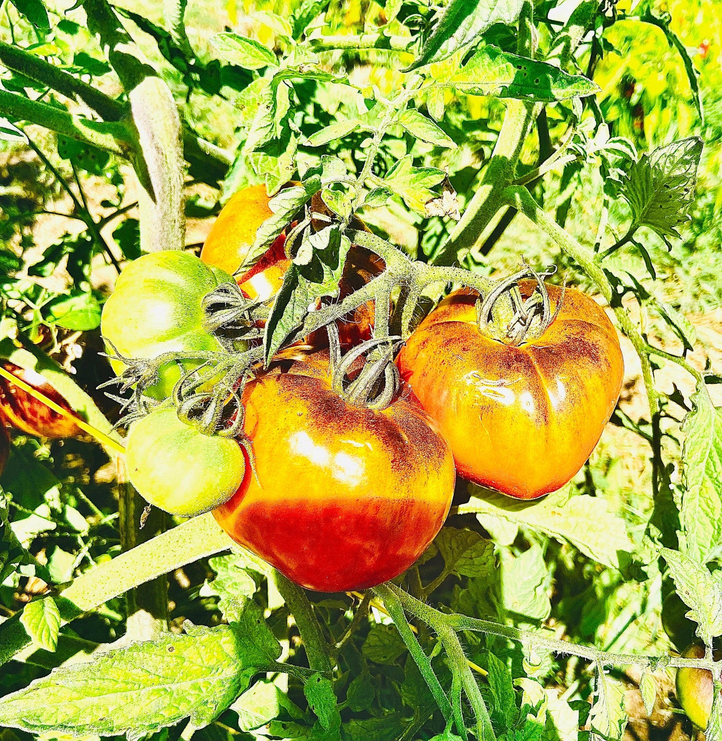 Blue Sun -Non GMO- Heirloom Tomato Seeds (10+ Seeds)