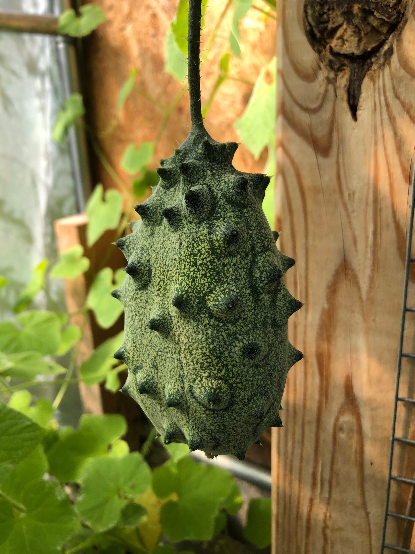 African Horned Cucumber - Kiwano Melon (10+ Seeds)