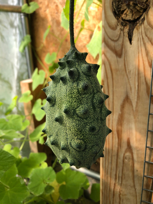 African Horned Cucumber - Kiwano Melon (10+ Seeds)