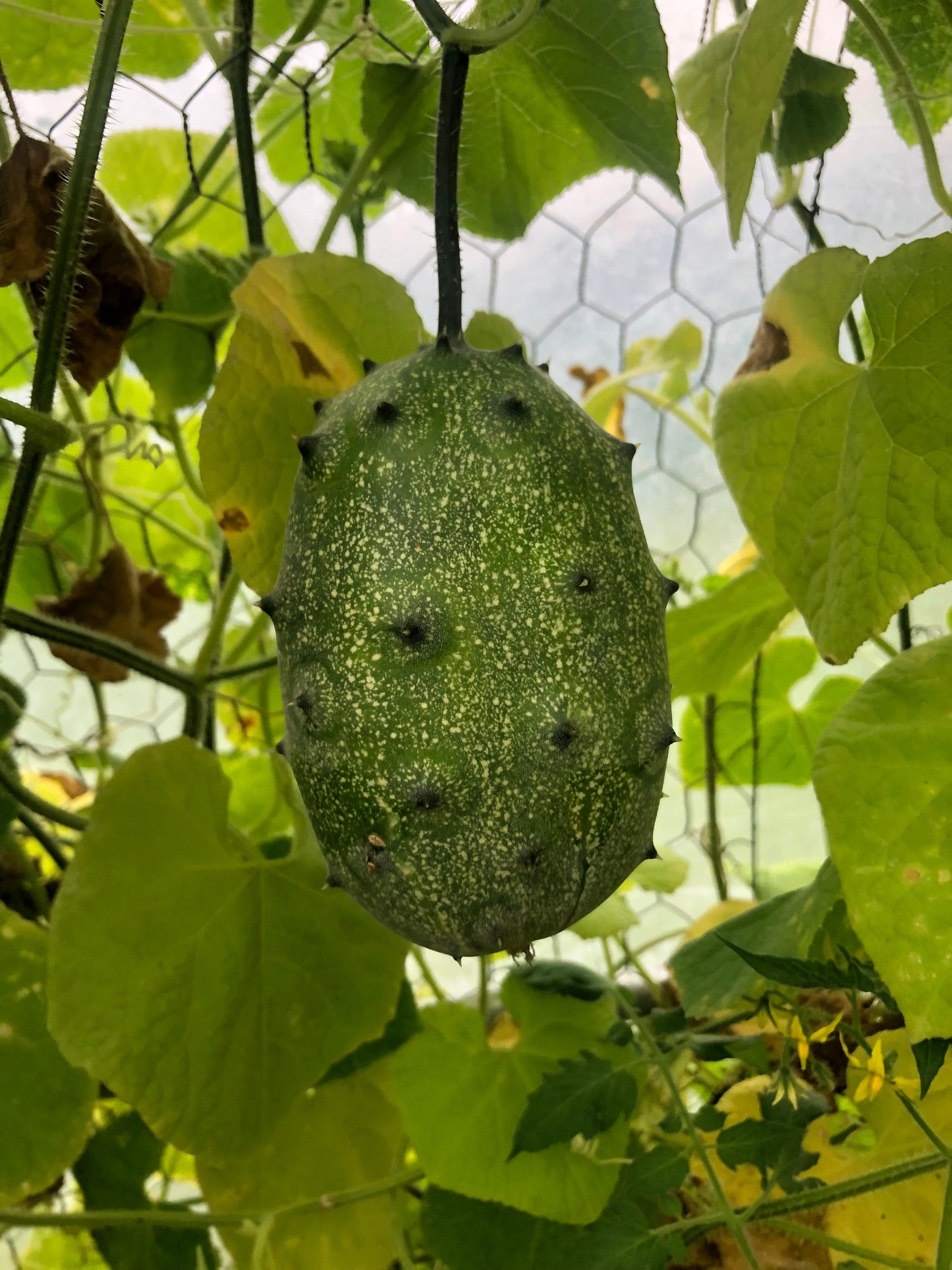 African Horned Cucumber - Kiwano Melon (10+ Seeds)