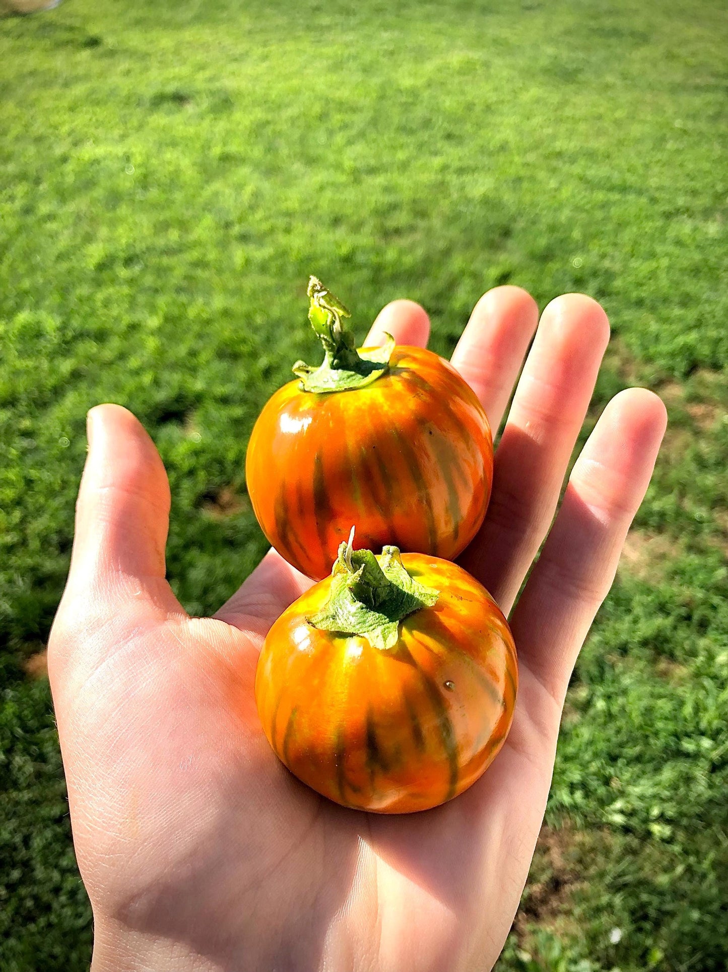 Eggplant Seeds - Turkish Orange