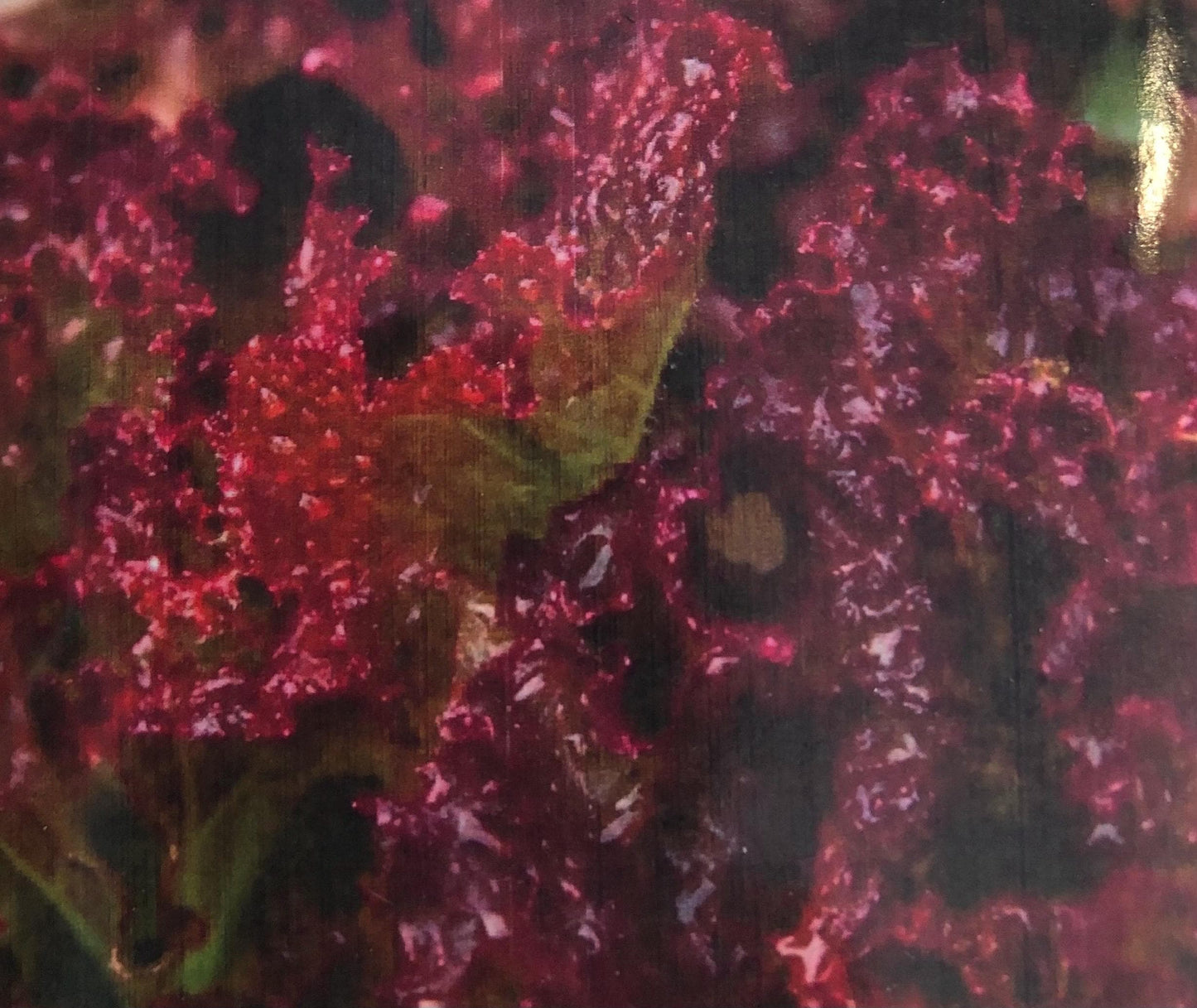 Lolla Rosso - Lettuce Seeds