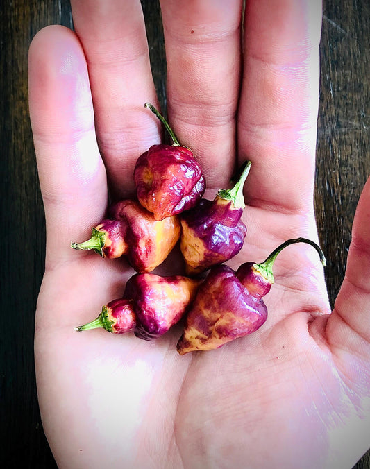 Bolivian Bumpy Carmen - Pepper Seeds