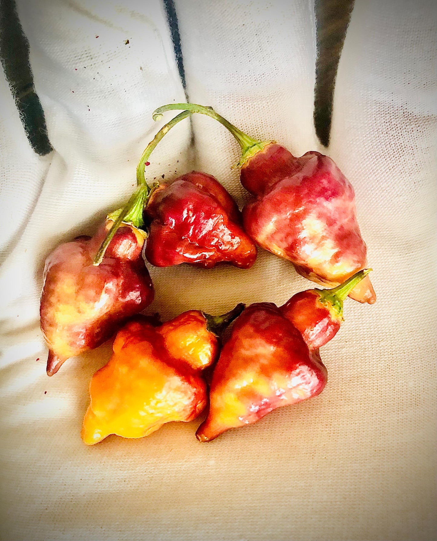 Bolivian Bumpy Carmen - Pepper Seeds