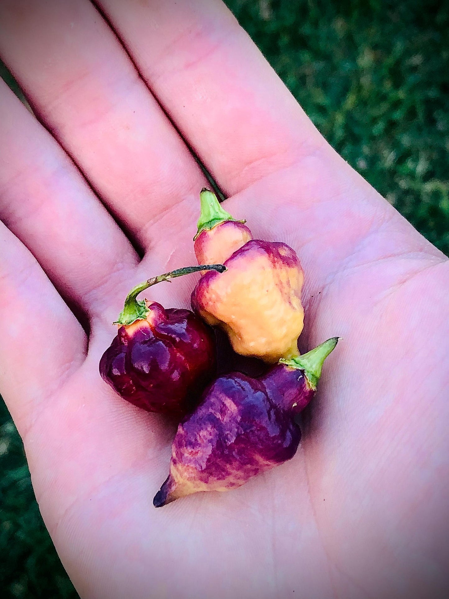 Bolivian Bumpy Carmen - Pepper Seeds