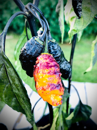 Pepper - Hallows Eve