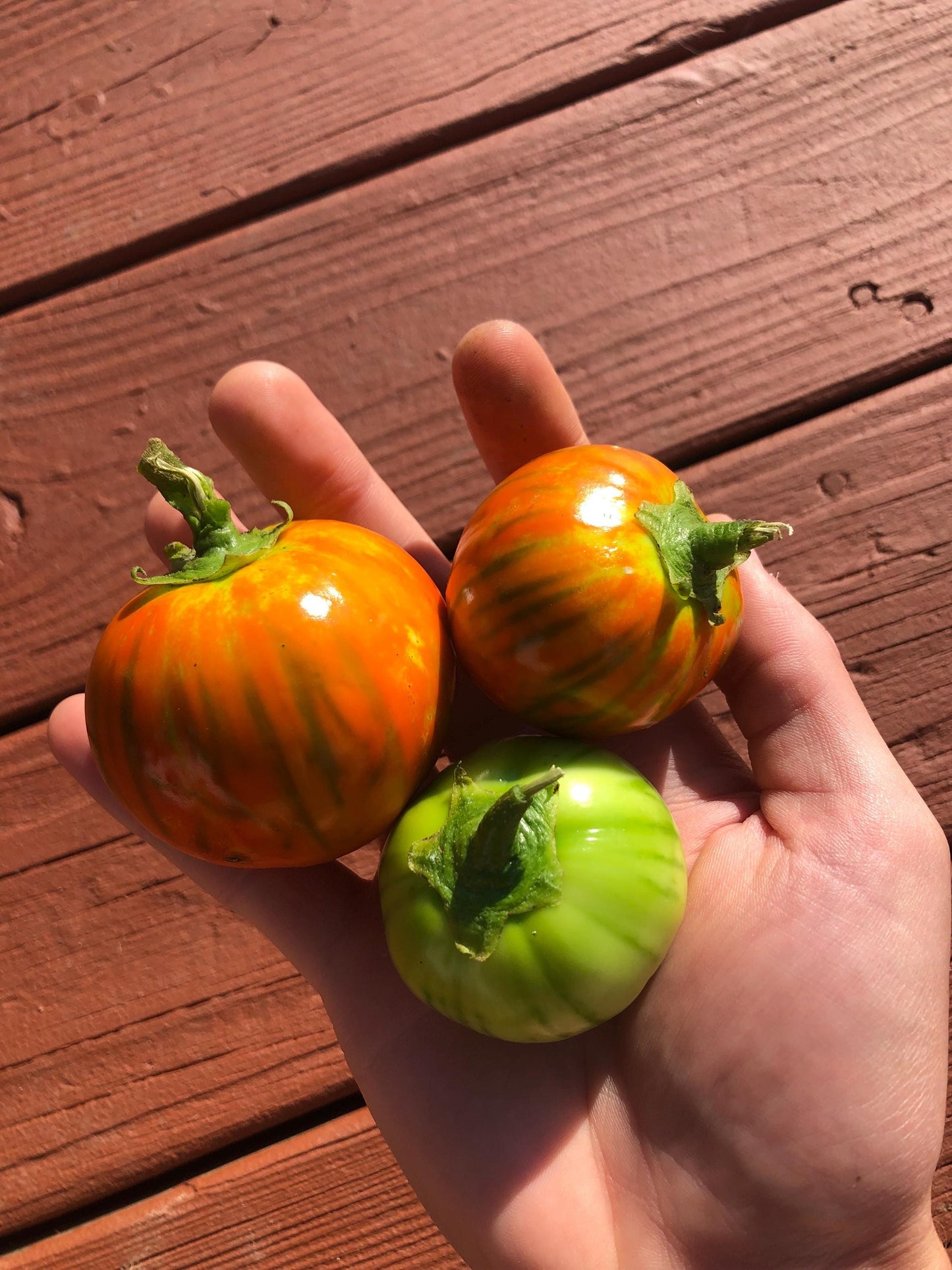 Eggplant Seeds - Turkish Orange