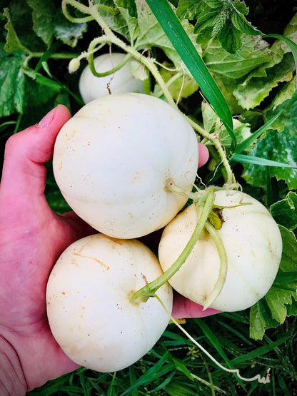 Melon- Kiku chrysanthemum
