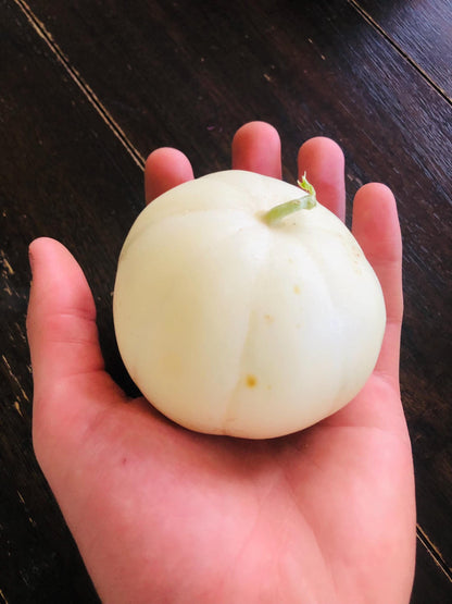 Melon- Kiku chrysanthemum