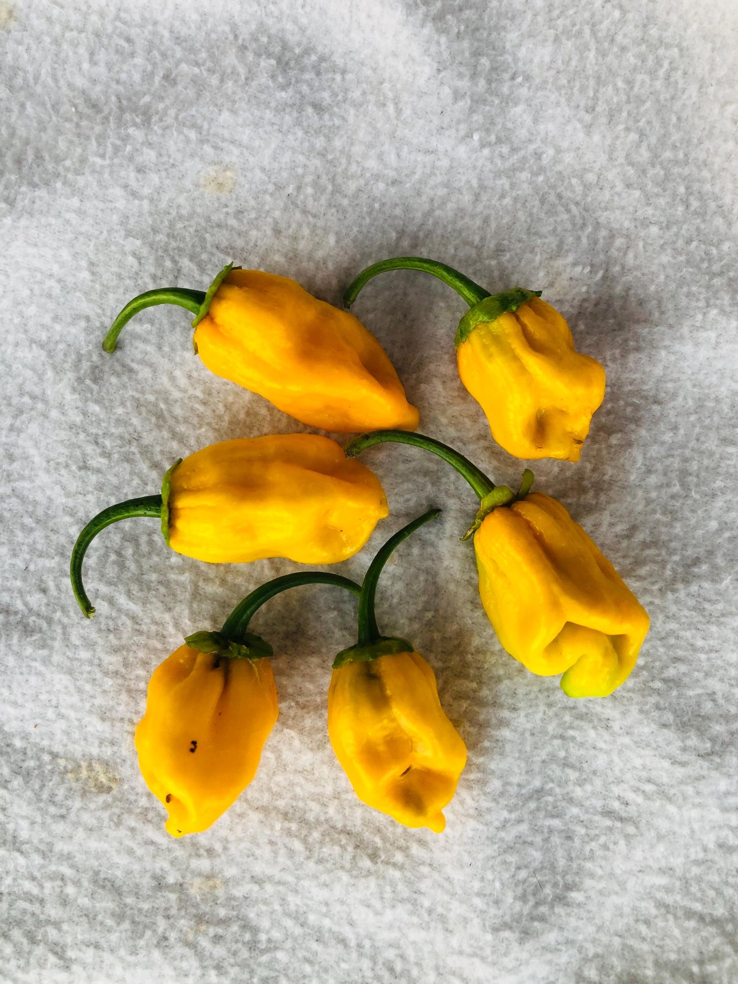 7 Pot Golden BBG - Pepper Seeds