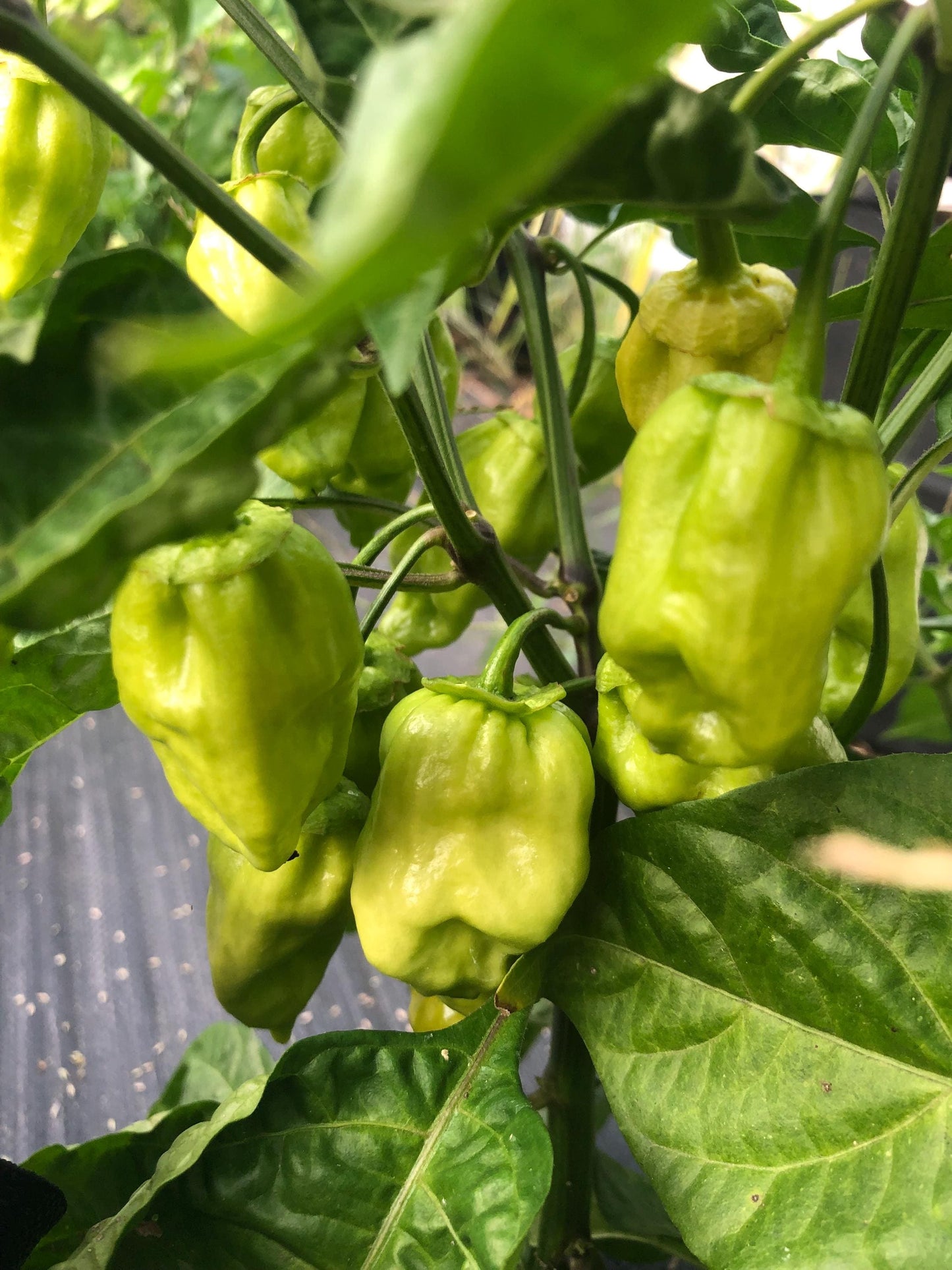 7 Pot Golden BBG - Pepper Seeds