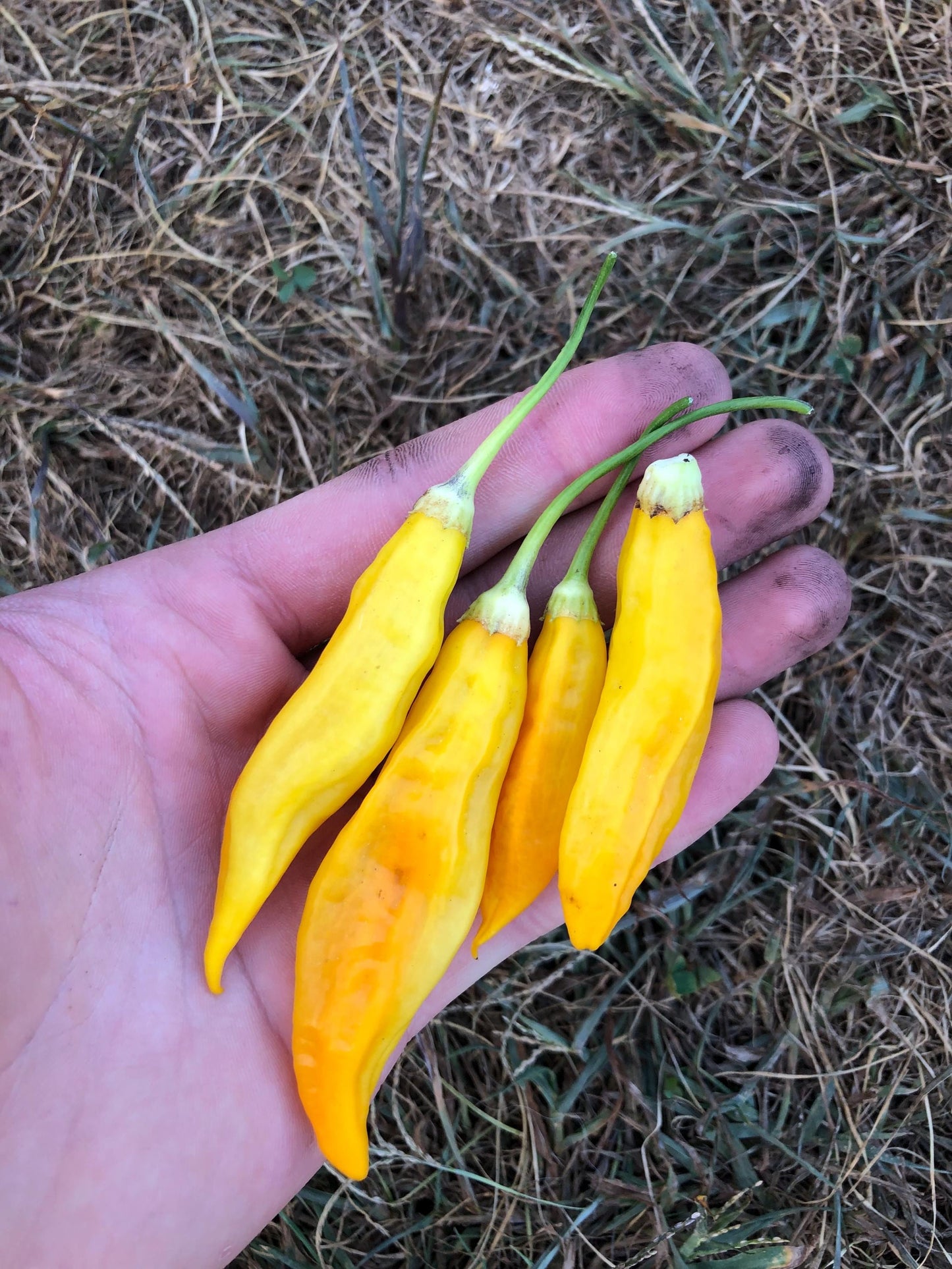 Aji Pineapple - Pepper Seeds