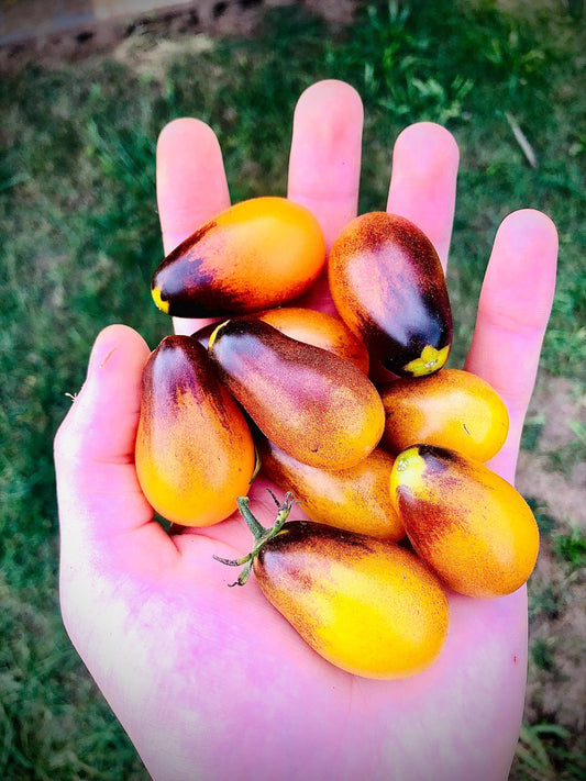 Plum Drop - Tomato Seeds