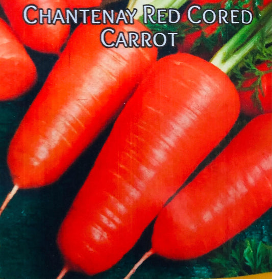 Chantenay Red Cored - Carrot Seeds