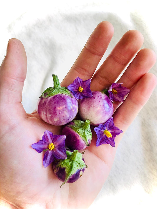 Thai Lavender Frog Egg - Eggplant Seeds